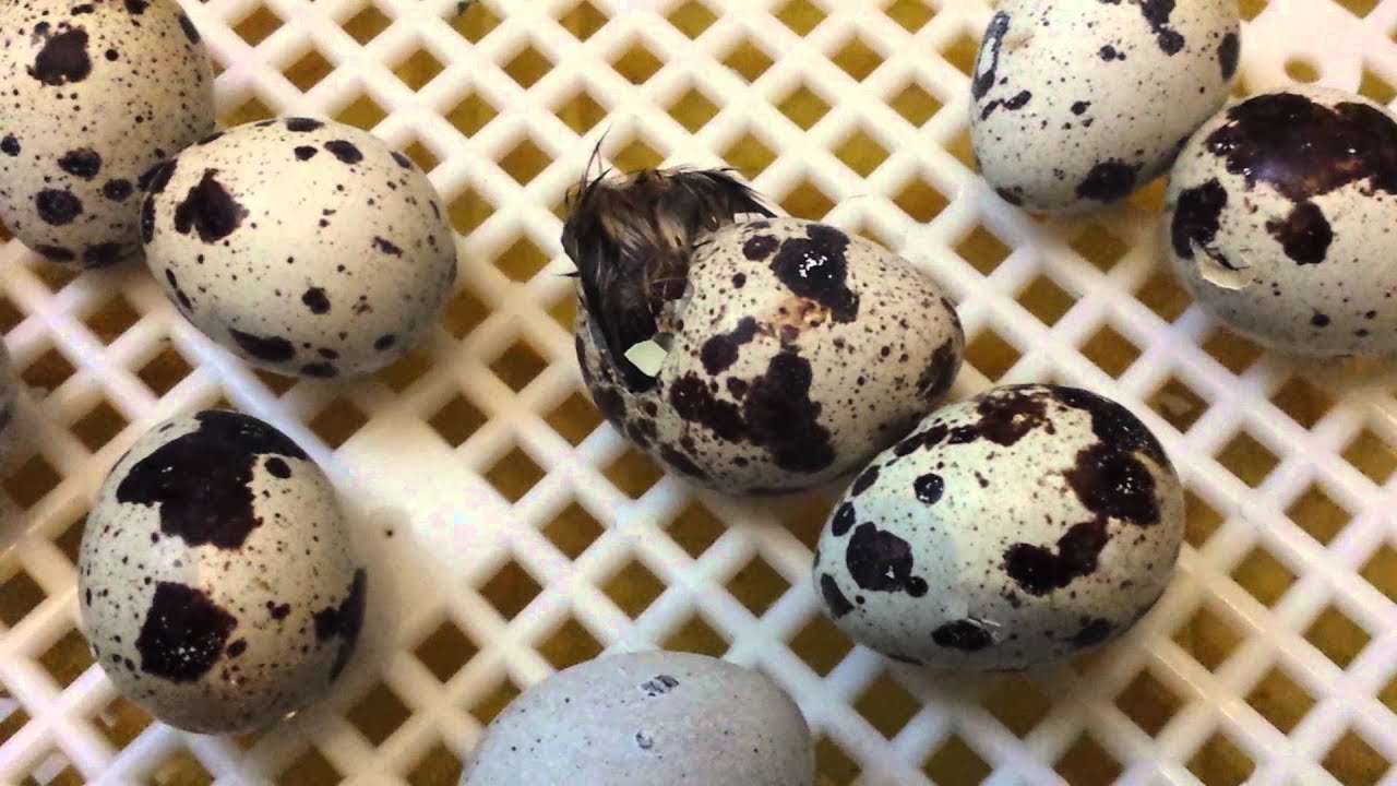 Baby Quail hatching 5th Jan 2014