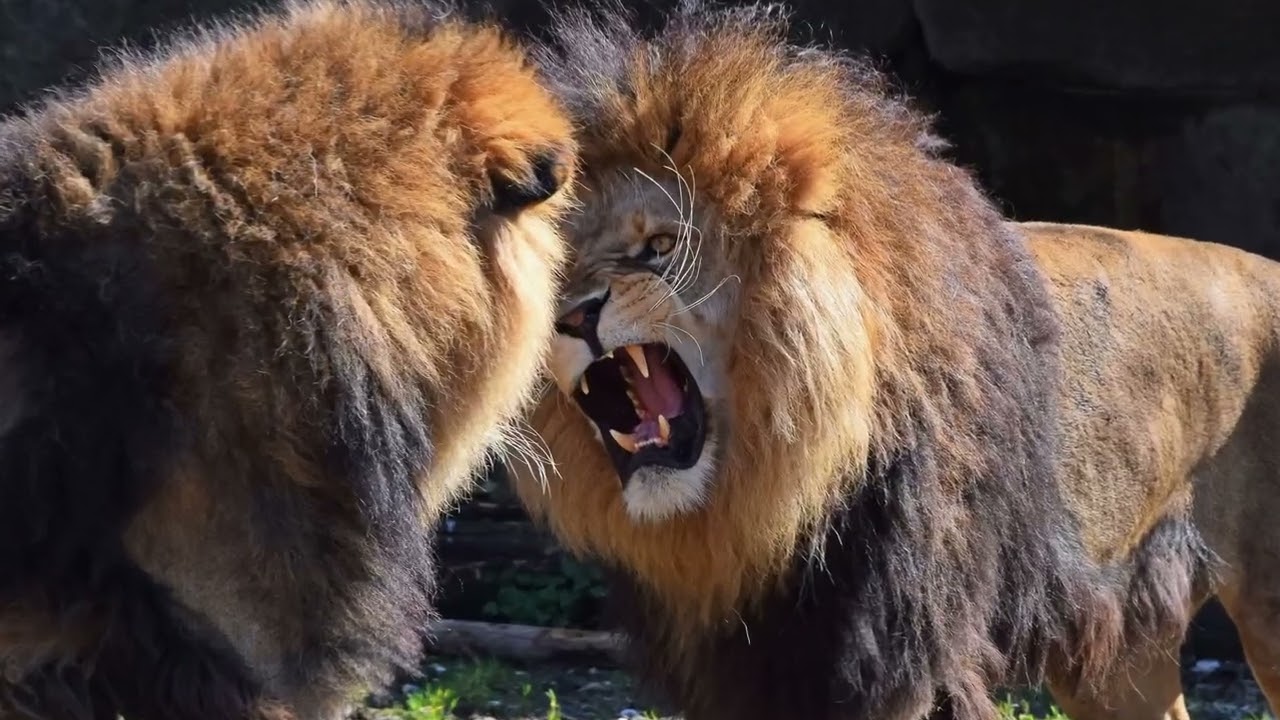 Genus Panthera | The Cue Tube - Rescore by John Scotland #genuspanthera #thecuetube