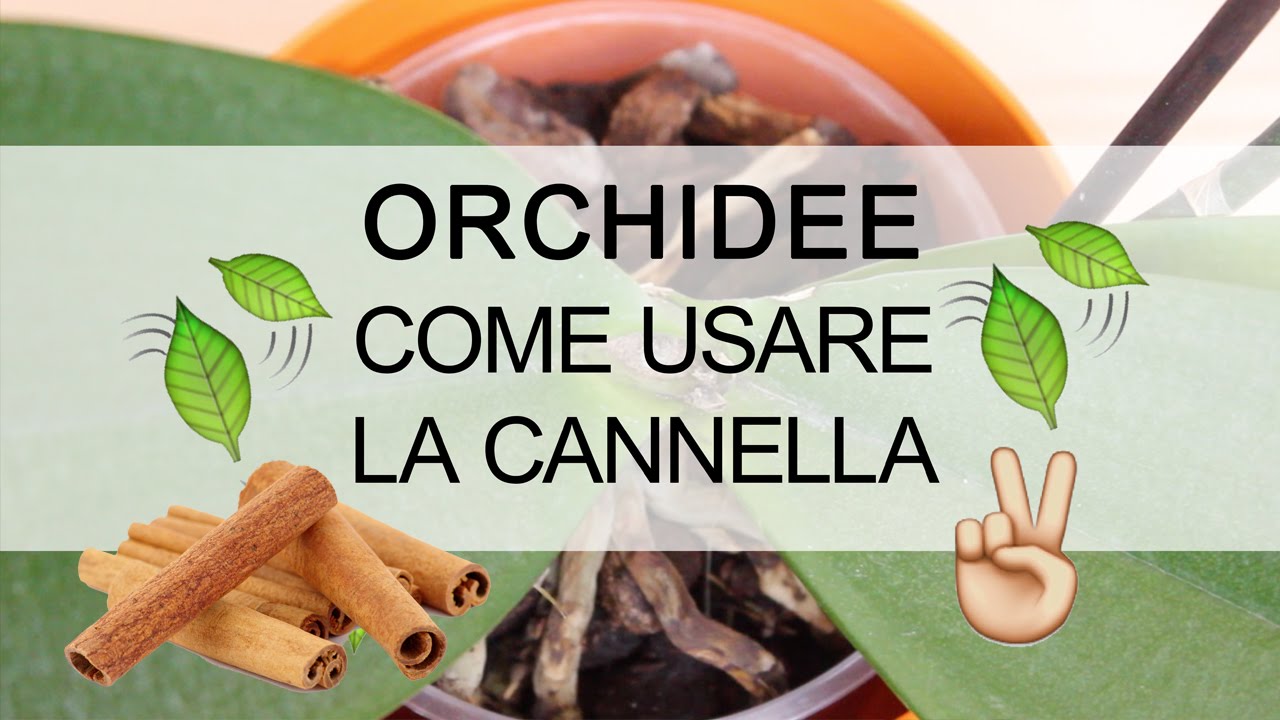 Orchidee - Come usare la cannella