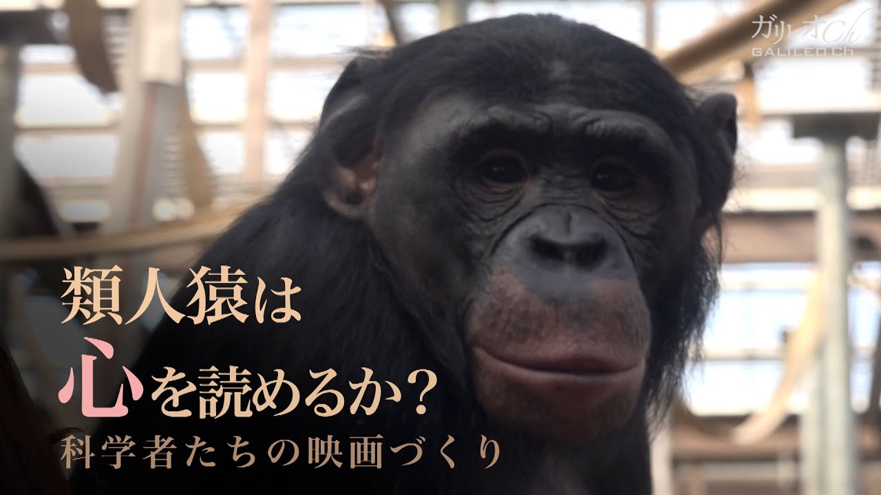 【霊長類研究】類人猿は心を読めるか？ 科学者たちの映画づくり | ガリレオX 第166回