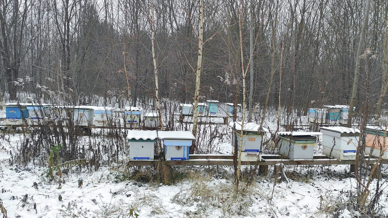 Лісовий точок теж зимує. Засипає снігом. Бджоли в лісі сплять.