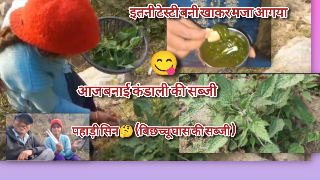 पहाड़ी कंडाली की सब्जी. इतनी टेस्टी 😋वाह#pahadi culture #official ishu pahadi vlog 