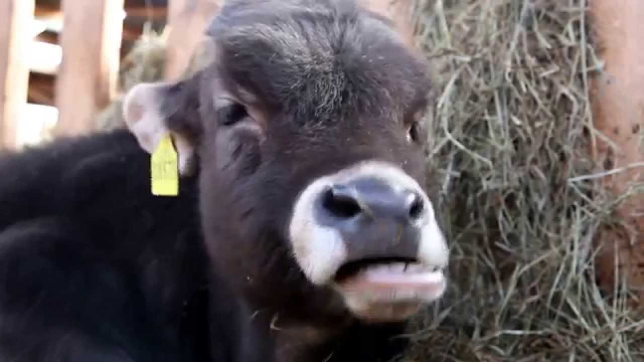 Wiederkauen mit Paulchen......