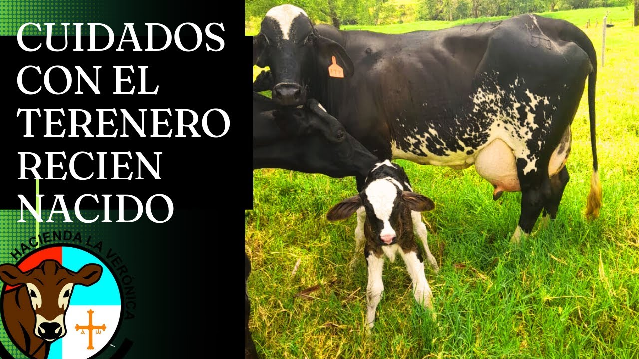 CUIDADOS NECESARIOS CON EL TERNERO RECIEN NACIDO