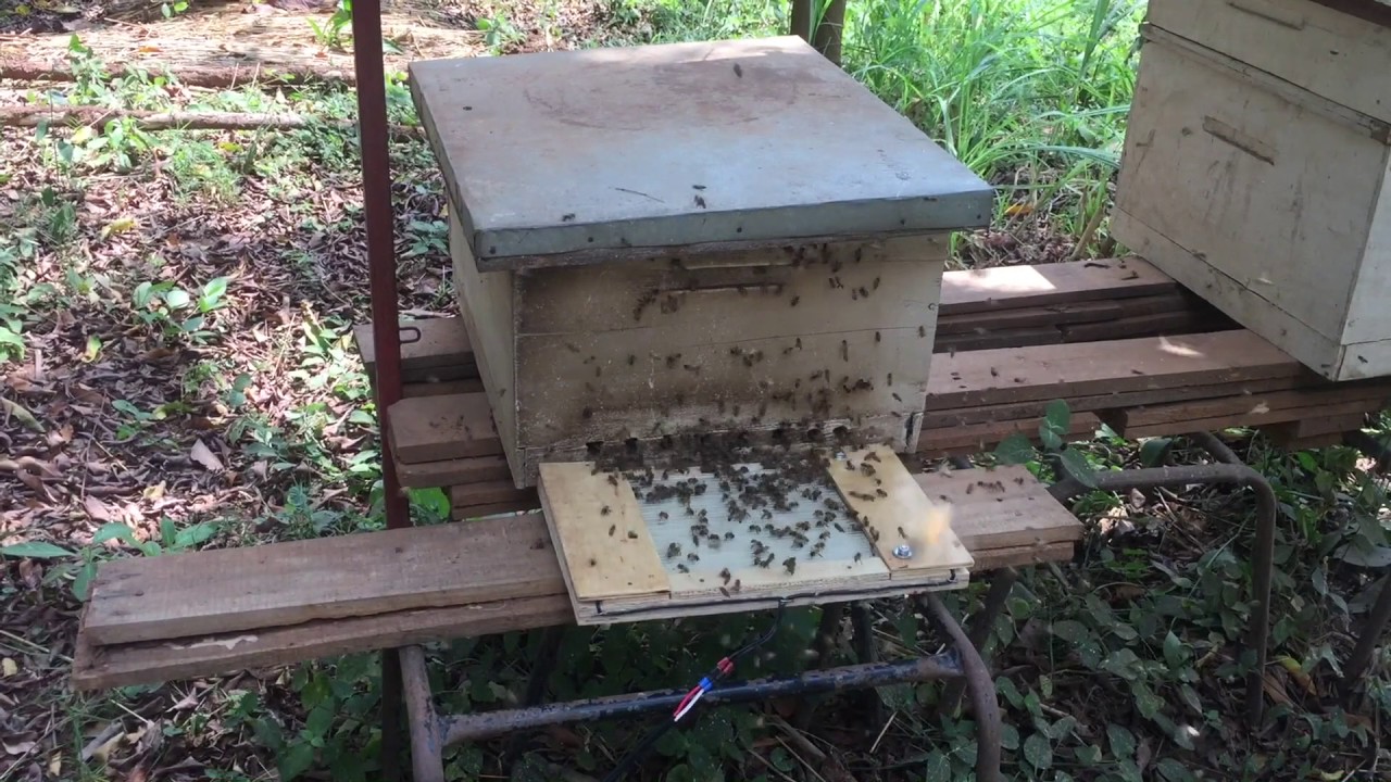 How to collect bee venom