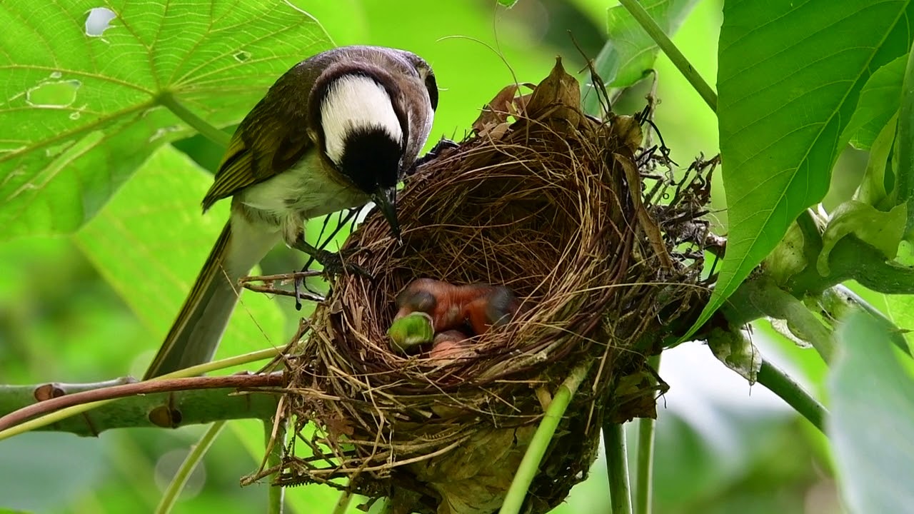 Mother's Love 白頭翁鳥育雛: 大餐難入喉 Pulsatilla Bird Brooding