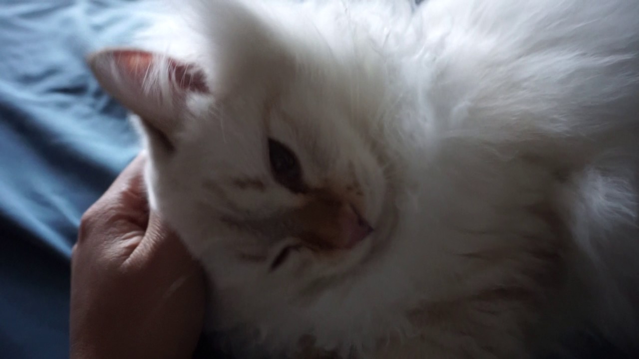 Affectionate Adorable Cutest Siberian cat begs to cuddle, loud purr, 8 month old