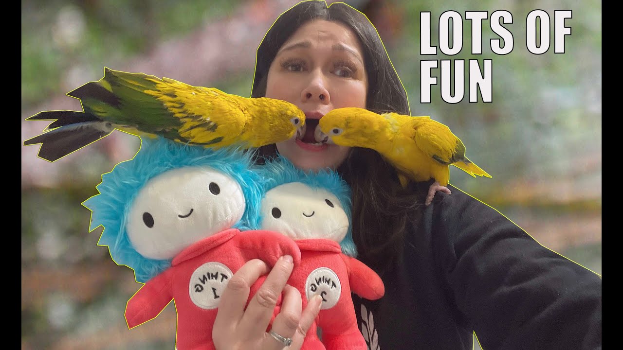 WHAT'S LIKE TO HAVE TWIN GOLDEN CONURES!