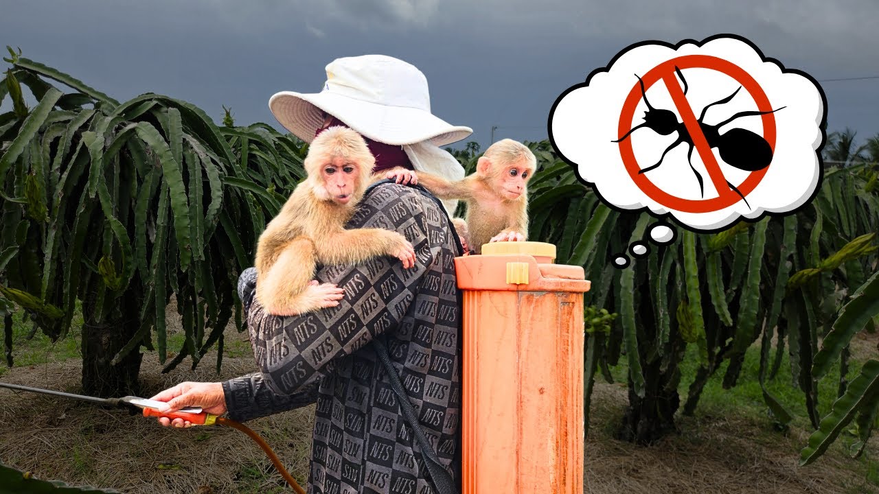 The two baby monkeys are so good, they go spraying pesticides with their Grandfather