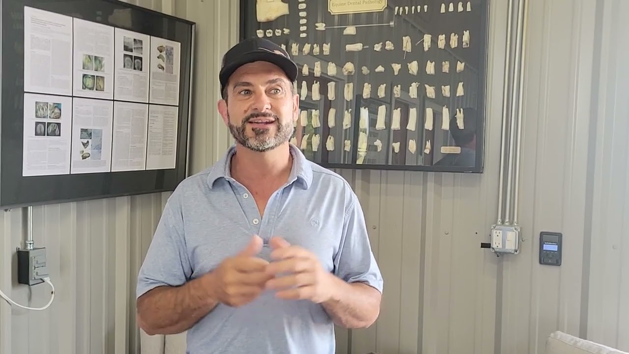 What are wolf teeth and why are they a problem in horses?