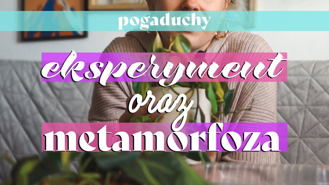🤞 Philodendron brasil - ukorzenianie w mchu i przesadzanie