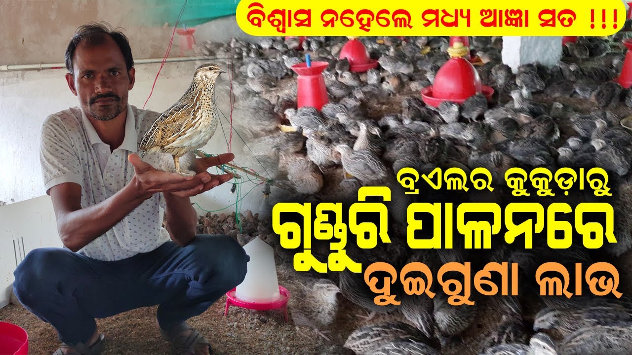 ଗୁଣ୍ଡୁରି ଚଢ଼େଇ ପାଳନରେ ଦୁଇଗୁଣା ଲାଭ || Quail farming in Odisha || How to start Quail farming.