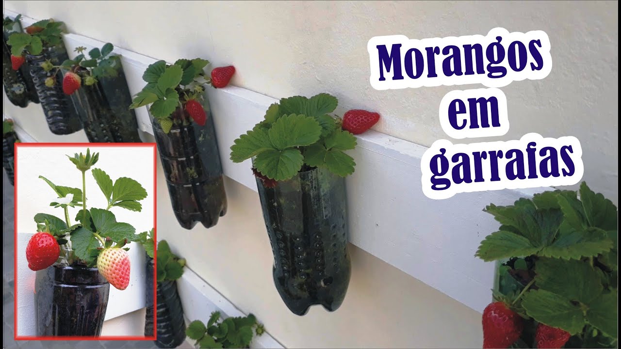 PLANTAR MORANGOS em Garrafa Pet na parede de Casa | Ideal para quem não tem quintal