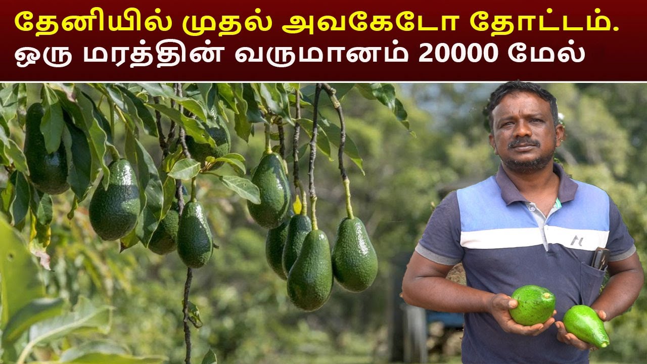 தேனியில் முதல் அவகேடோ தோட்டம். ஒரு மரத்தின் வருமானம் 20000 மேல்