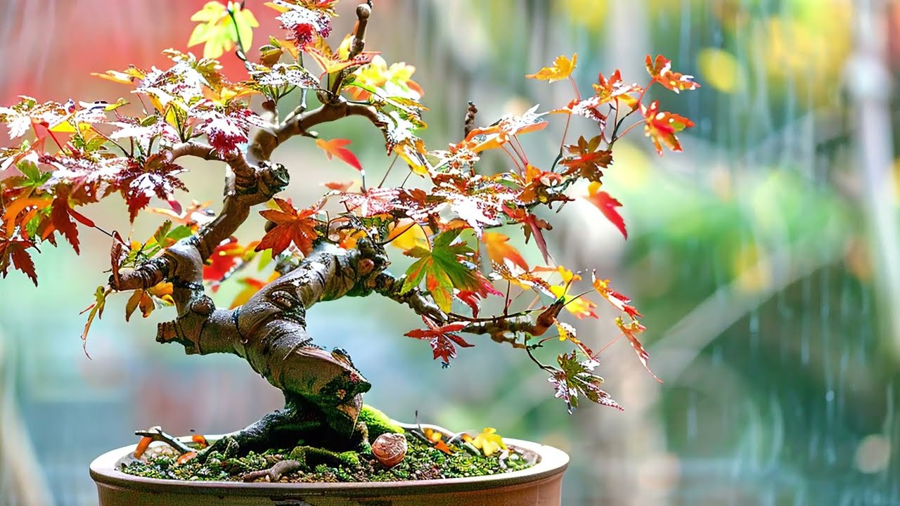 Water & Bonsai: The ULTIMATE Small Space Zen Garden Design Guide