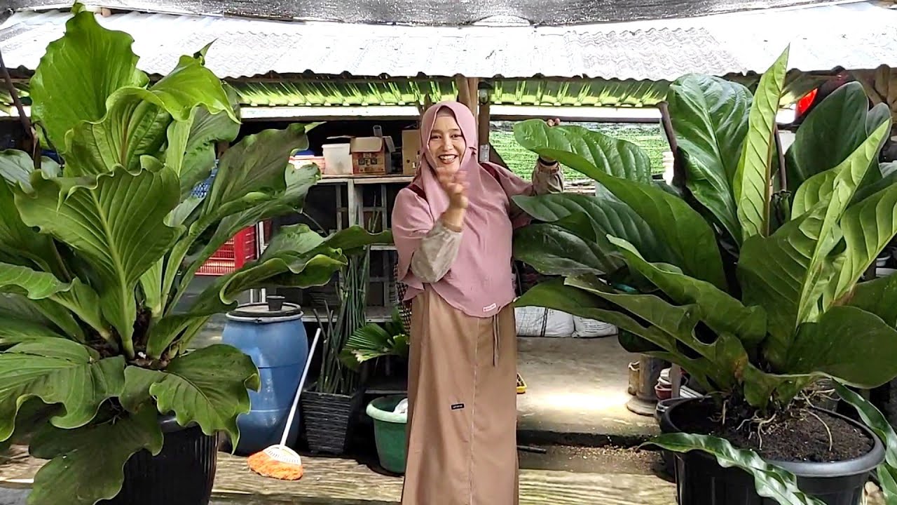 Harga Tanaman Hias Sungguh Murah-Murah Saat Ini (Part 1)