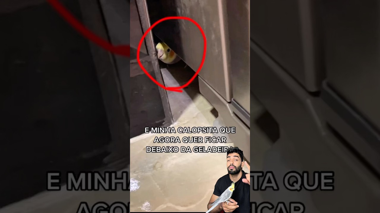 Minha calopsita s&oacute; fica embaixo da geladeira #calopsitas #calopsita