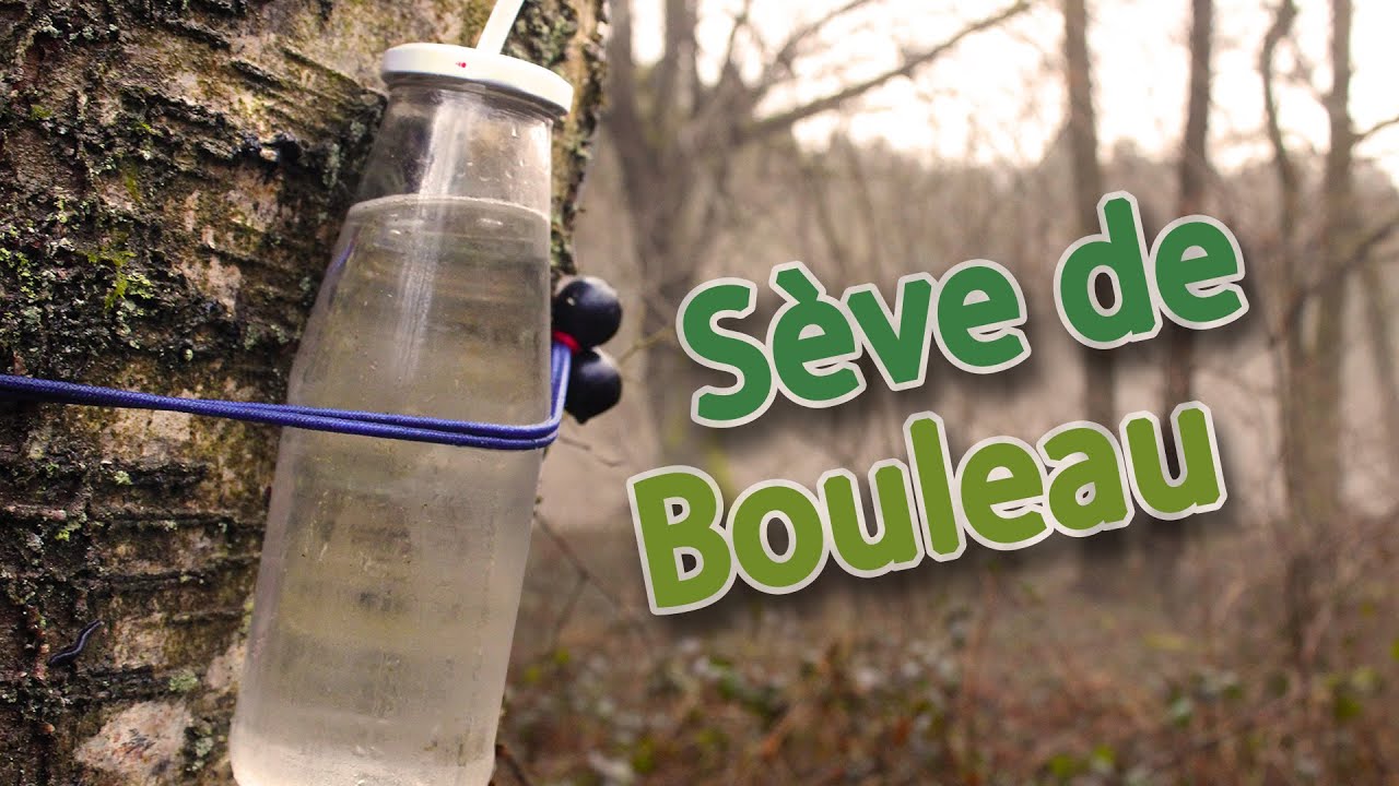 Récolte de sève de bouleau pour cure printanière