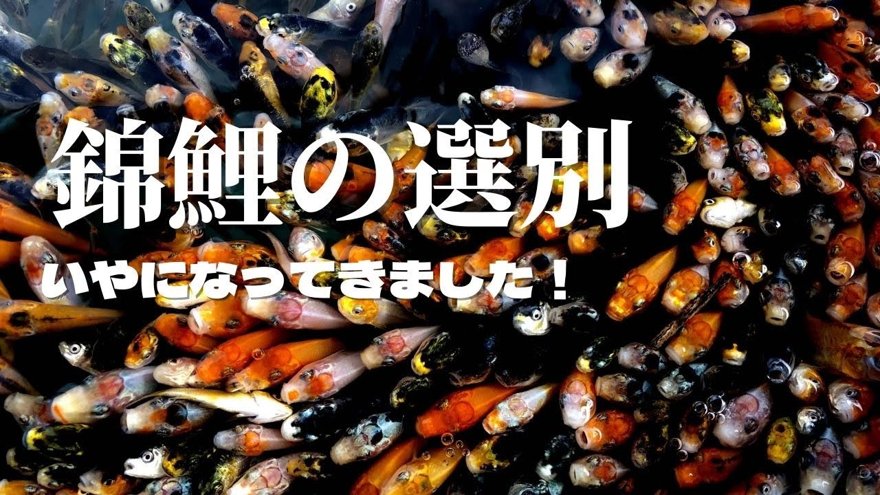 錦鯉の選別 ＃塩田養鯉場＃選別作業＃ปลาคราฟ＃五色