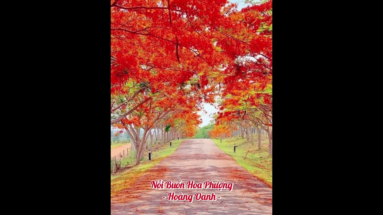 Nỗi Buồn Hoa Phượng - Hoàng Oanh