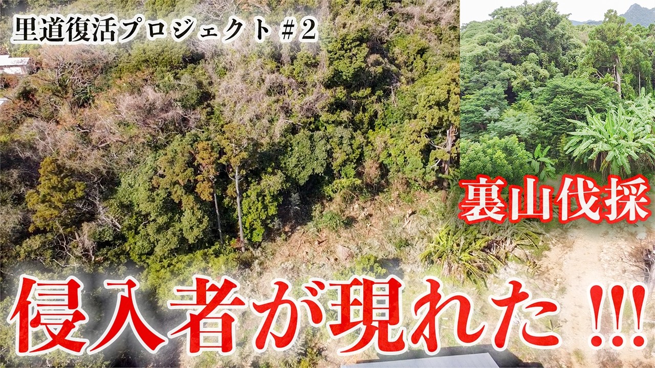 50年間、光を失った裏山を救う。チェーンソーで1本で挑む「失われた里道」再生の全記録。#299