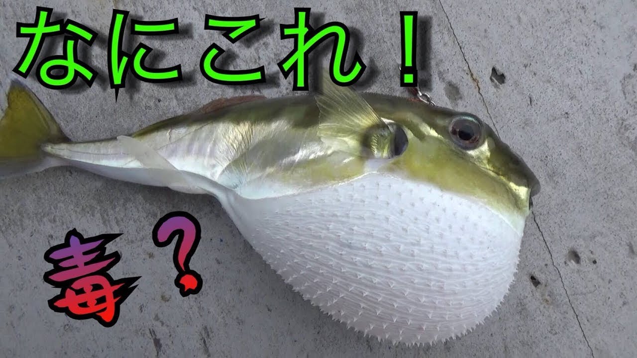 深海から謎のフグが釣れたので、さばいて食べてみたら・・・・【ジギング】
