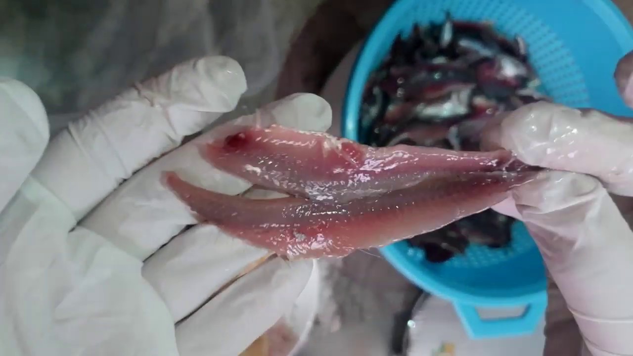 Anchois en conserve à l'huile d'olive facile (Canned Anchovies) لانشوبة مرقدة.