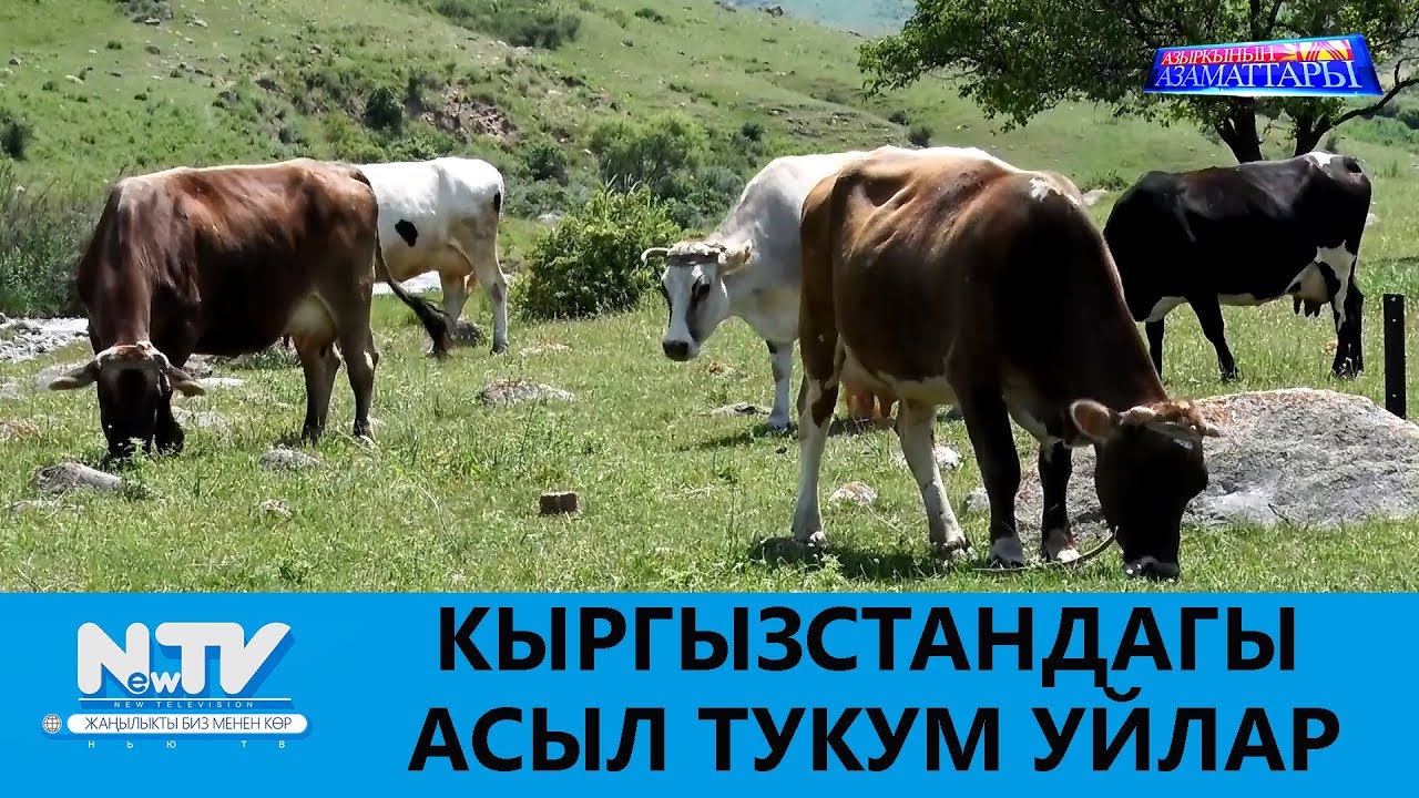 КЫРГЫЗСТАНДАГЫ АСЫЛ ТУКУМ УЙЛАР \\ АЗЫРКЫНЫН АЗАМАТТАРЫ