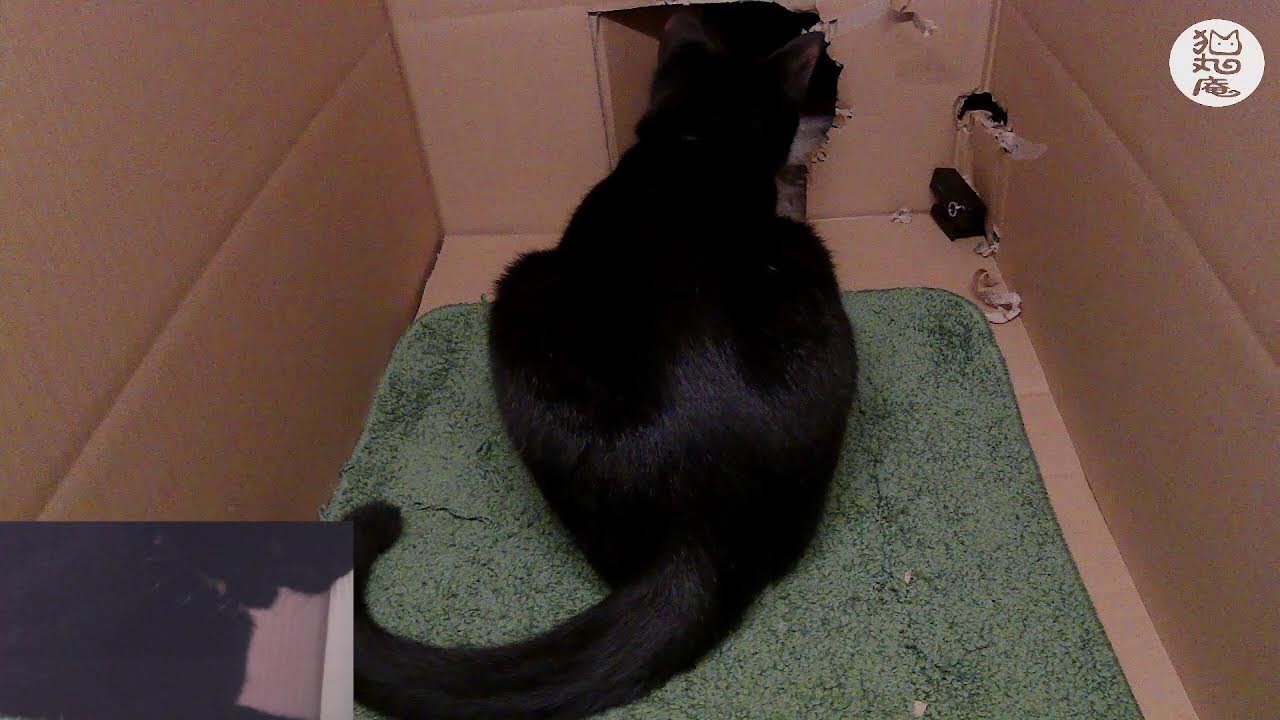 【猫ライブ】3/18 夜の猫丸庵｜箱猫 定点カメラ　#猫 #猫のいる暮らし #猫ライブ配信