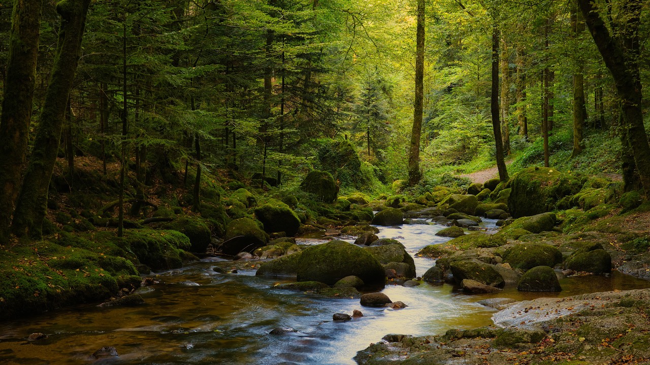 4K - Enchanted Forest River - Gentle Stream Sounds - Relaxing Nature Sounds - Forest Sounds