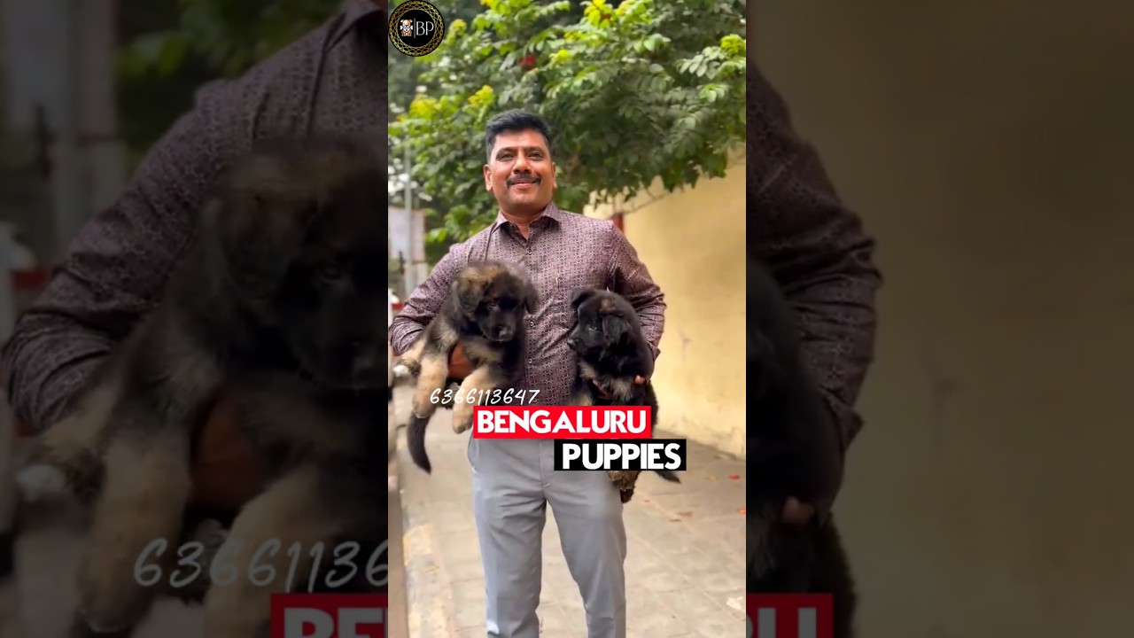 Budget Friendly Dog Breeds |ನಾಯಿಮರಿಗಳು ಕಡಿಮೆ ಬೆಲೆಗೆ | 6366113647 Puppy in Bengaluru Puppies 🏅🔥