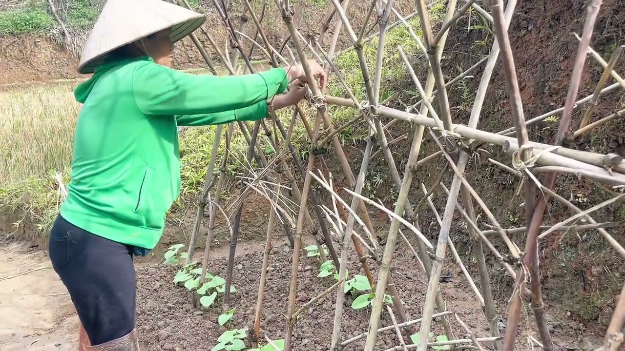 Cải tạo đất ruộng sau khi nước ngập để lại toàn cát 