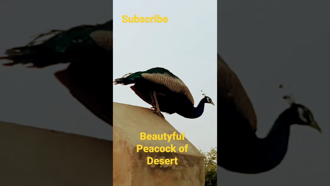 Beautyful Peacock of Desert #subscribe #like #birds #peacock
