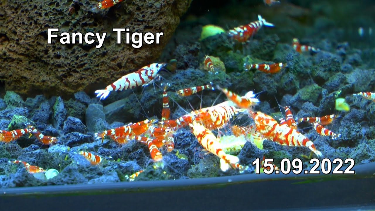 Neu Caridina red fancy tiger von Royal Shrimp im Aquarium und andere Neuigkeiten mit Garnelen