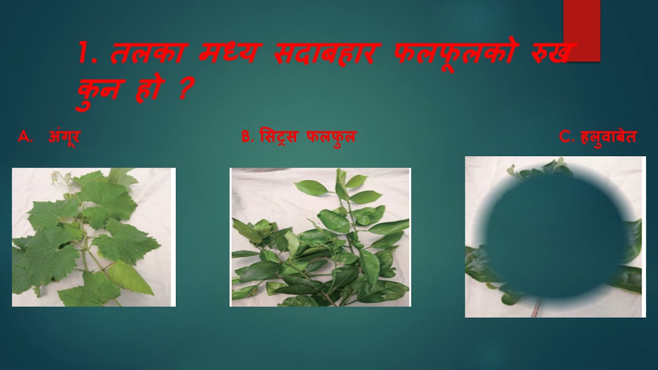 SSW VISA Agriculture Crop Farming ( कृषि सिप मुल्यांकन परिक्षा ) Sample Questions  part 2