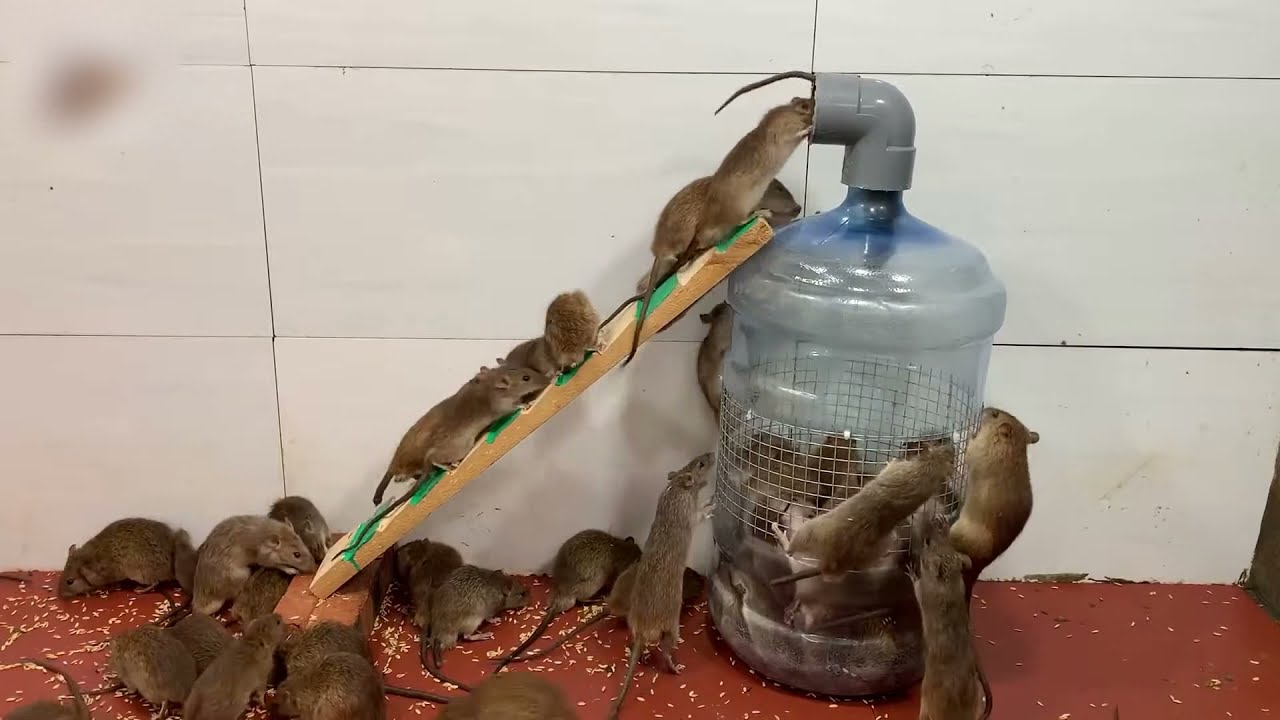 Super Armadilha de rato 🐀 Capturando muitos ratos 🐀  Ratos sendo capturados !