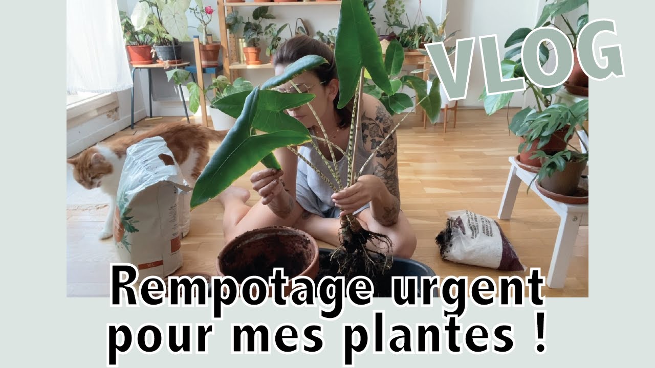 On ouvre des colis plantes, rempotage et entretien !