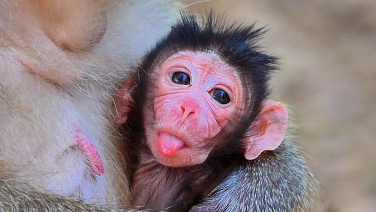 Welcome newborn baby...! Momma Gladdis monkey just gave birth to a sweet baby boy | Baby Fabulous