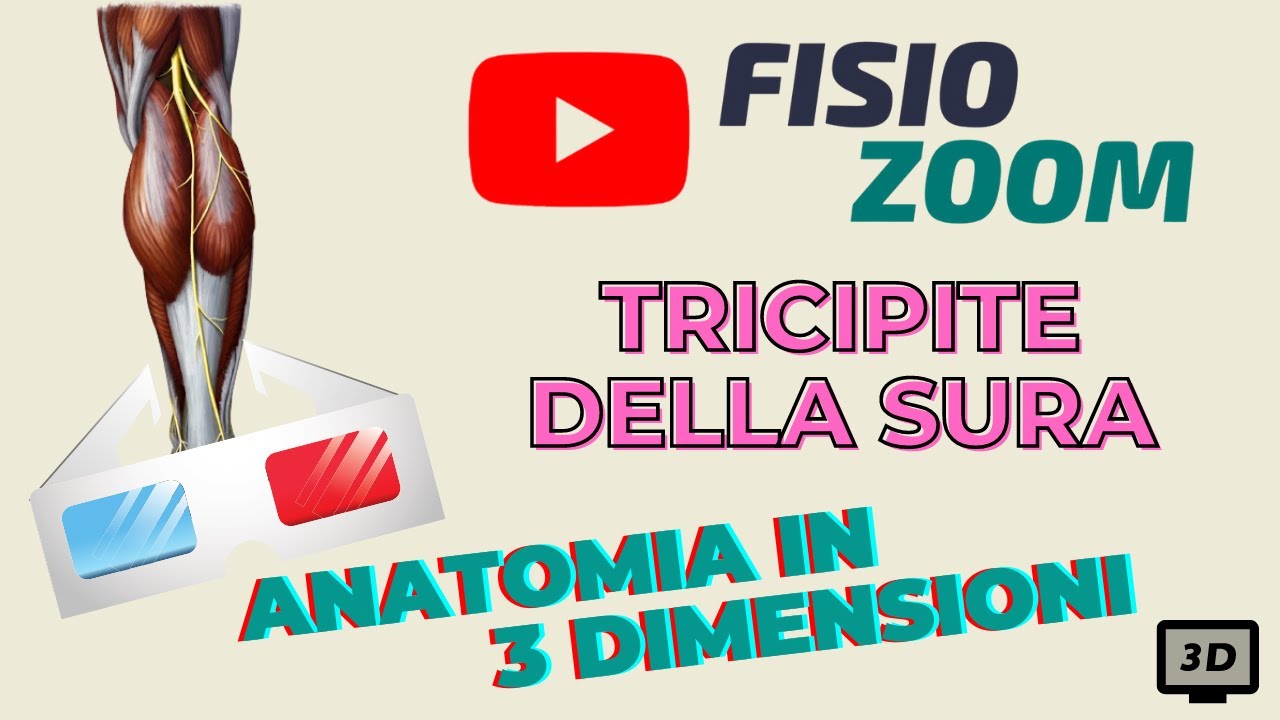 ANATOMIA 3D: Il muscolo tricipite della sura.