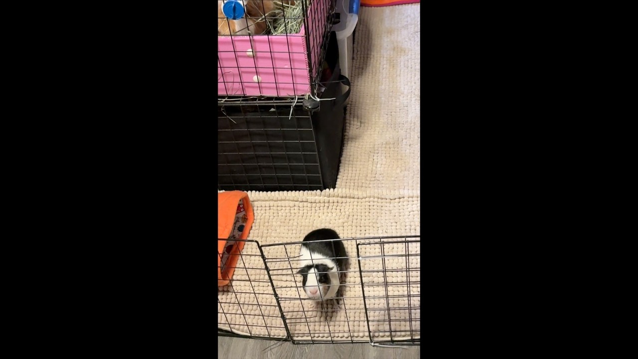 Lucky Explores the Play Yard First...Buddy Needed Comfort/Calm Guinea Pig Enrichment