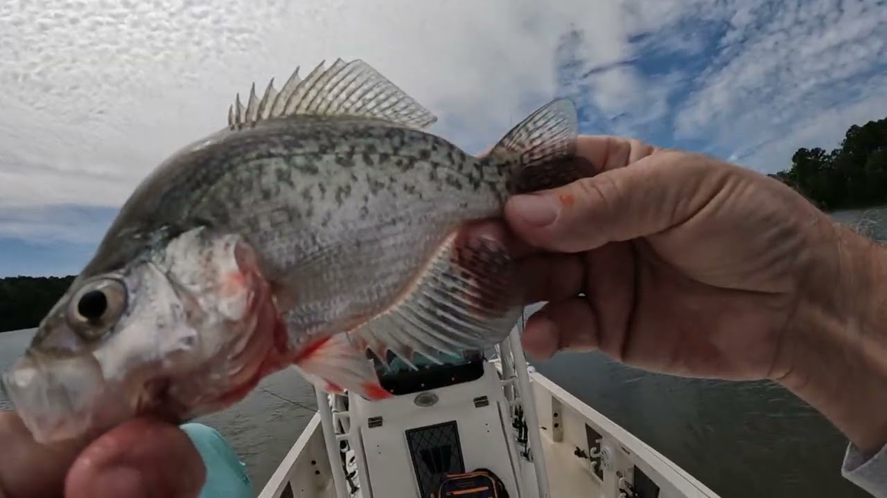 Fall CRAPPIE fishing In NC part 3