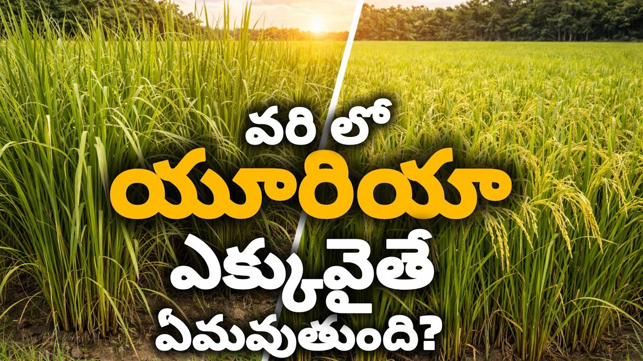 వరిలో యూరియా ఎక్కువైతే ఏమవుతుంది | Excess Urea Effects in Paddy Telugu | Rythu Sedyam | రైతు సేద్యం 