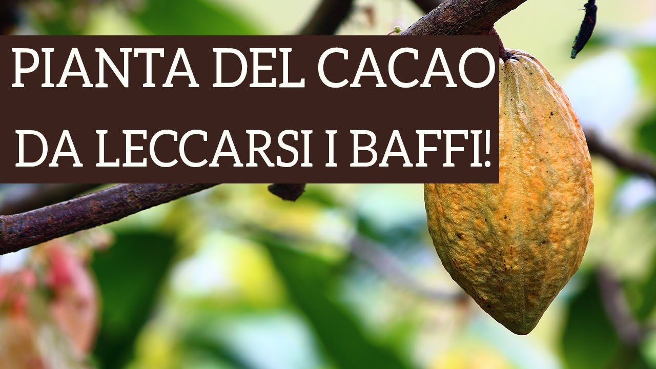 Una pianta da leccarsi i baffi: la pianta del cacao!