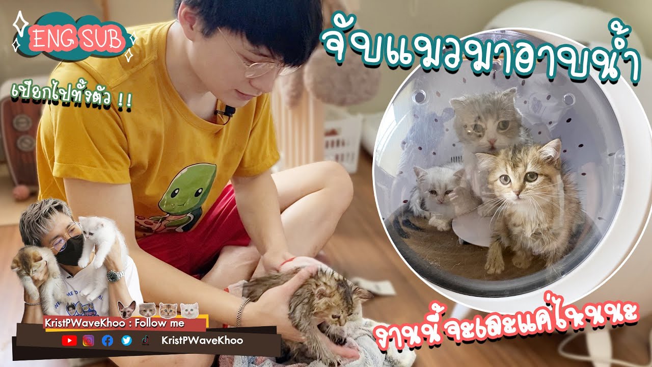 EP. 5 จับลูกแมว 2 เดือน อาบน้ำ และภารกิจทำความสะอาดบ้านครั้งใหญ่#Kristperawat  #roidmi #mentagram