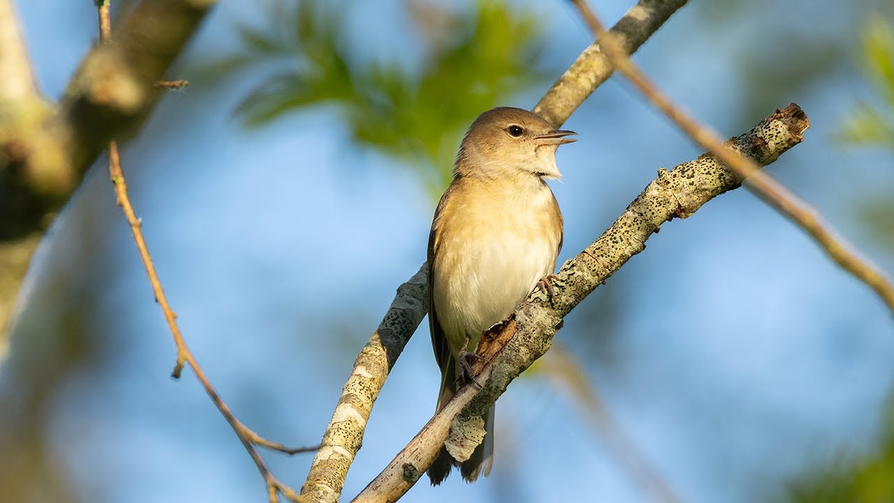 Garden warbler singing