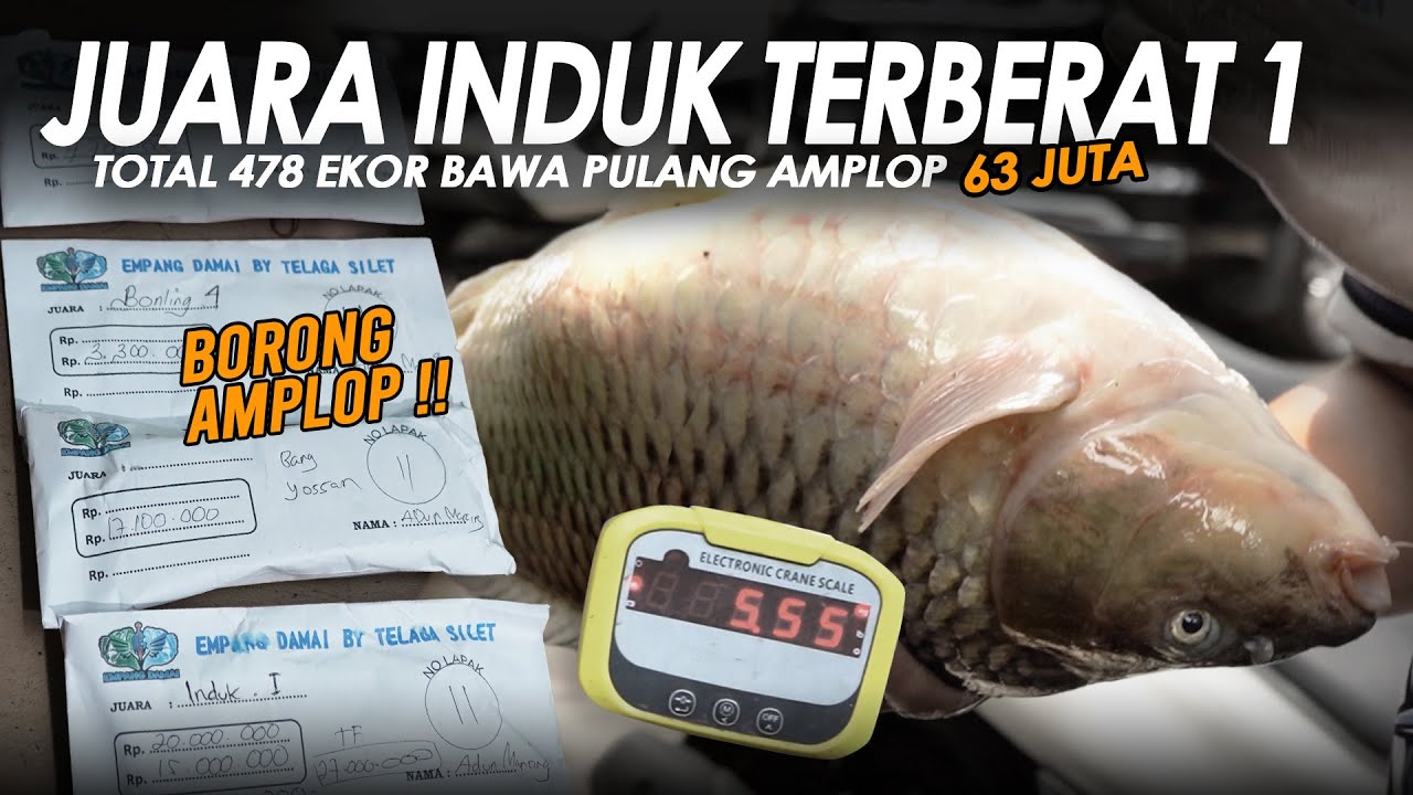 JUARA INDUK TERBERAT PERTAMA !! IKAN RAME 478 EKOR + BAWA PULANG AMPLOP 63 JUTA || Am#659