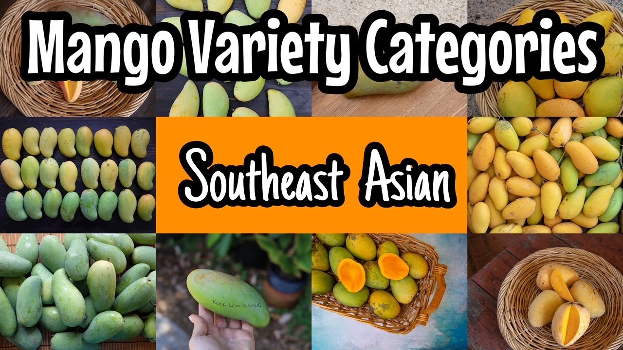 Mango Variety Groupings | Southeast Asian Mangos