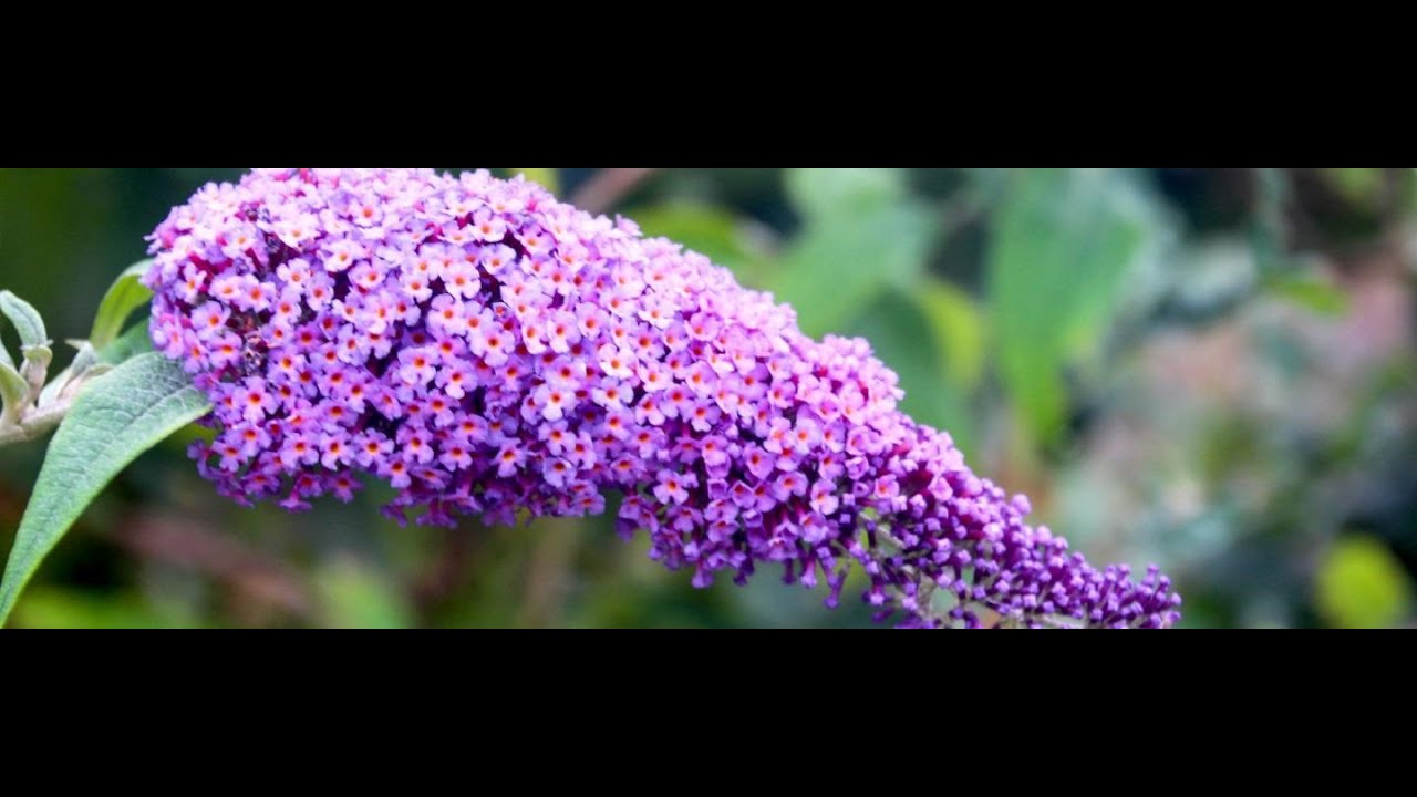 Buddleia bush base