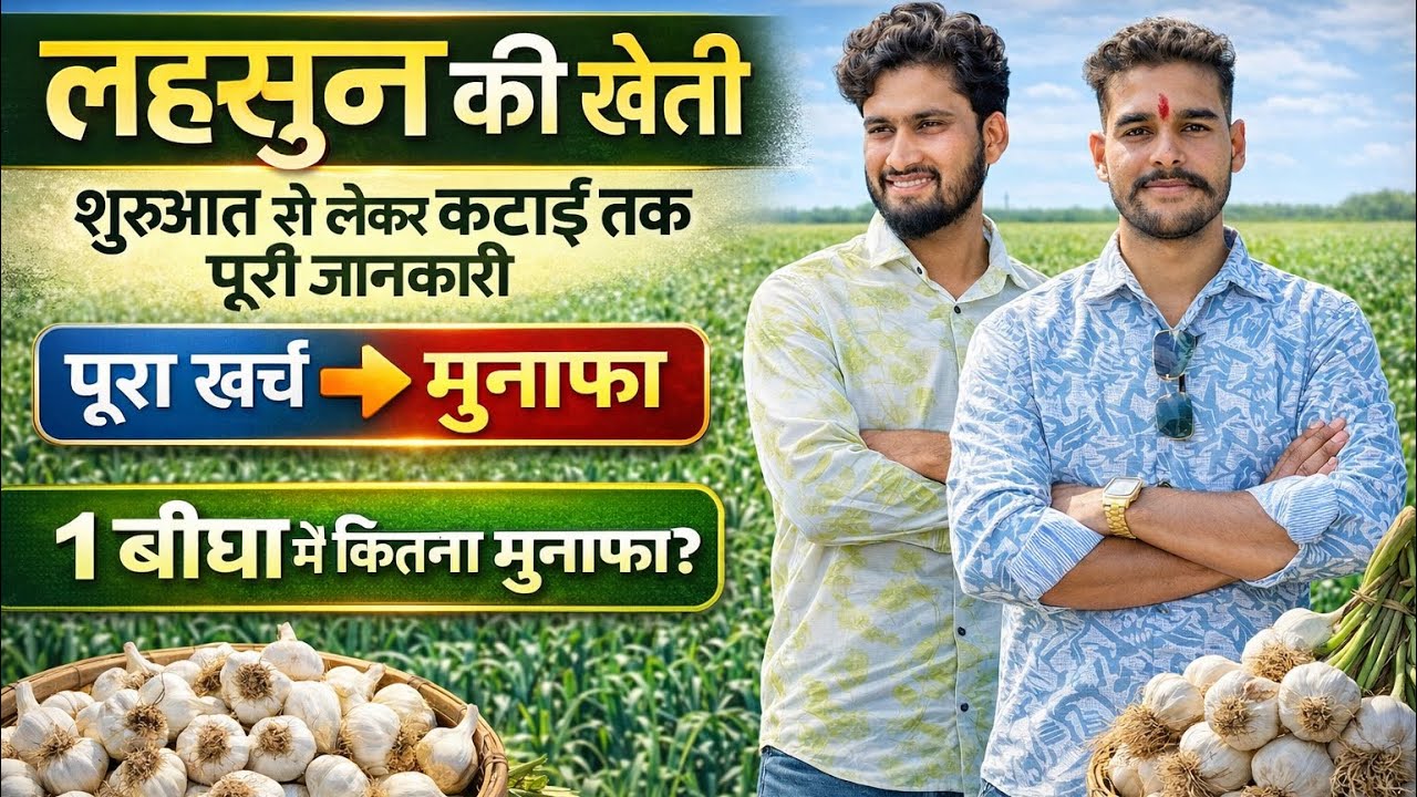 लहसुन की खेती की पूरी जानकारी स्टार्टिंग से लेके लास्ट तक  🧄 