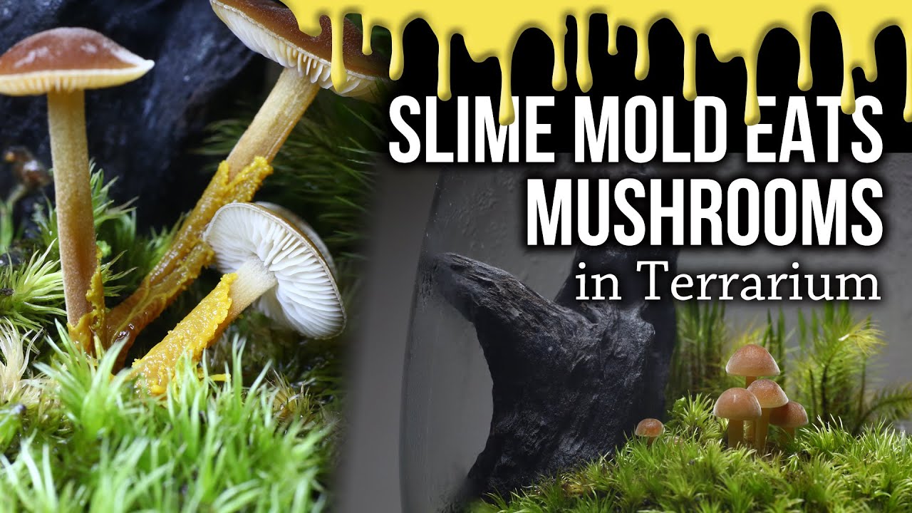 Slime mold eats Mushrooms in Terrarium [timelapse]
